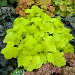 citronelle heuchera plant showcasing vibrant lime-green foliage surrounded by diverse heuchera varieties