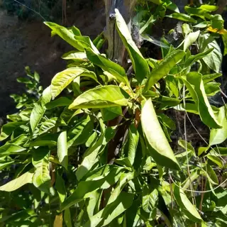 citrus plant showing signs of citrus leaf drop with yellowing and browning leaves on branches, indicating premature leaf loss in a natural outdoor setting