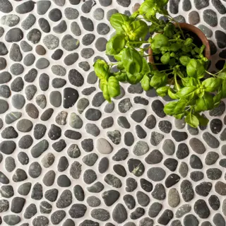 cleaning plant pebble tray with lush basil in terracotta pot on gray-black pebble surface. humidity tray setup for healthy indoor plant growth