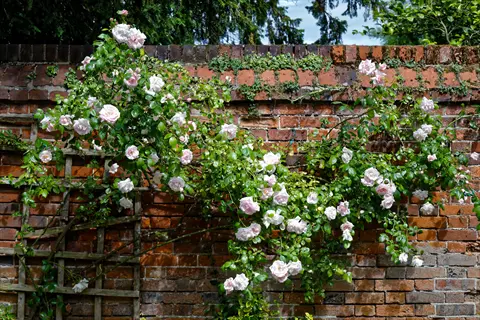climbing rose trellis with pink and white blooms against a weathered brick wall under sunny skies