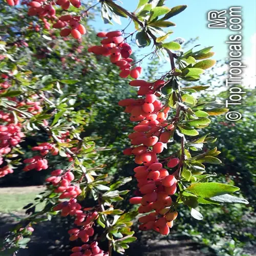 close-up of a barberry shrub adorned with clusters of vibrant red berries under sunlight