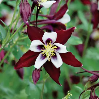 close-up of a blooming burgundy white columbine flower with delicate petals and yellow stamens, surrounded by green foliage