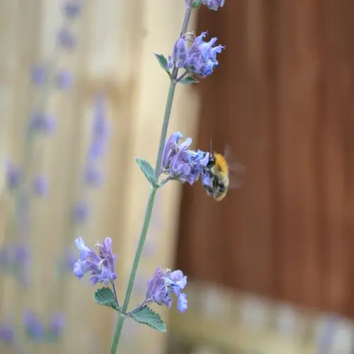 close-up of a blooming catmint plant with purple flowers and a bee collecting nectar