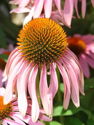 close-up of a blooming echinacea magnus flower with pink petals and a prominent central cone