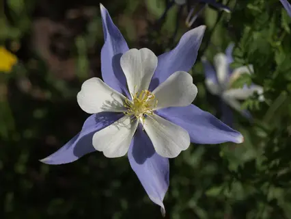 close-up of a blue columbine colorado flower with white petals and yellow center, surrounded by green foliage