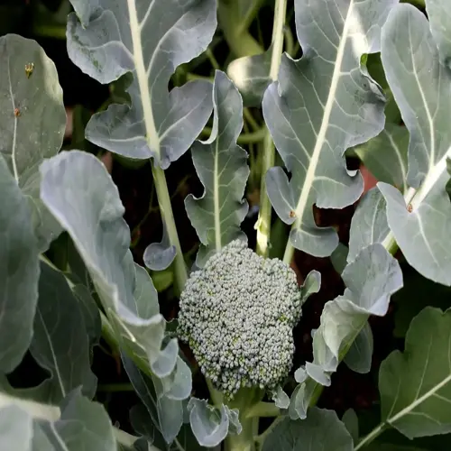 close-up of a broccoli garden plant with mature head and surrounding green leaves in a garden
