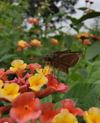 close-up of a butterfly on vibrant lantana flowers - lantana flowers butterflies