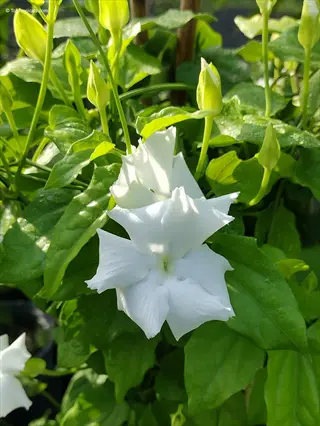 close-up of a chilean jasmine white vine with delicate white flowers and lush green foliage