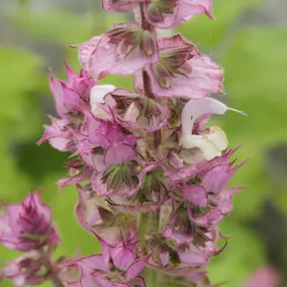 close-up of a clary sage plant (salvia sclarea) with tall pinkish-purple flower spikes and distinctive bracts, surrounded by soft green foliage