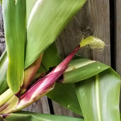 close-up of a corn plant (zea mays) showing large green leaves with prominent purple veins/stripes and a developing ear with purple husks, growing near a wooden fence