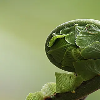 close-up of a curling plant leaf, showing intricate patterns