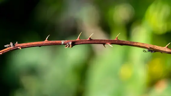close-up of a curved brown stem with sharp thorns (erect thorny blackberry) against blurred green foliage