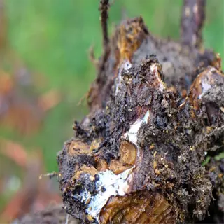 close-up of a decaying root exhibiting root rot