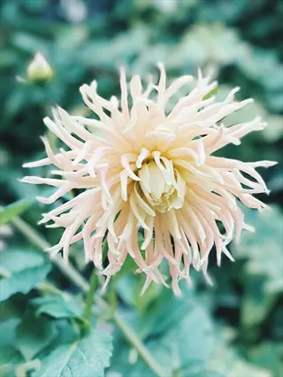 close-up of a delicate spider chrysanthemum bloom with slender pastel petals and green foliage background