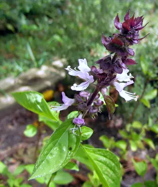 close-up of a flowering cinnamon basil plant with green leaves and purple-white blossoms in a garden