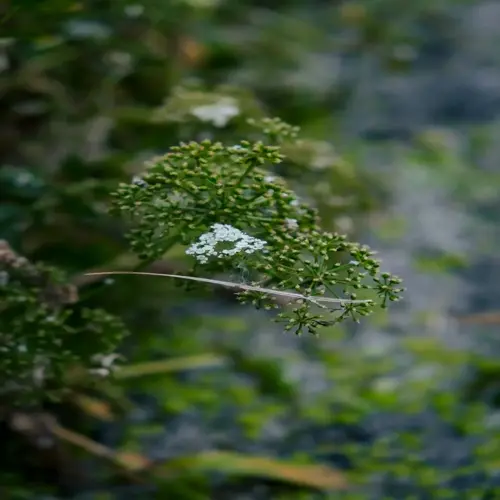 close-up of a flowering parsley plant in a garden, featuring delicate white blooms and green foliage with blurred natural background