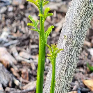 close-up of a fruit tree rootstock sucker, demonstrating the need for sucker elimination to maintain tree health