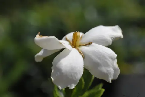 close-up of a gardenia kleims hardy bloom white flower with visible petals and green background