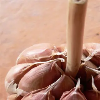close-up of a garlic bulb with a central stem and individual cloves