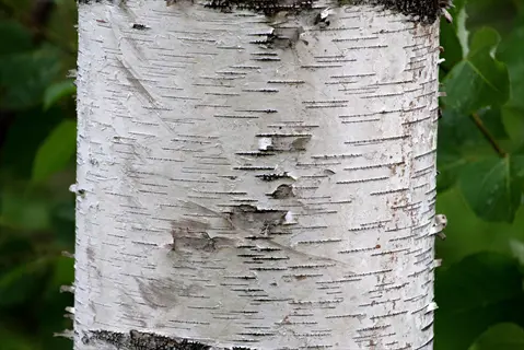 close-up of a gray birch tree trunk showing distinctive white bark with dark horizontal markings and surrounding green foliage