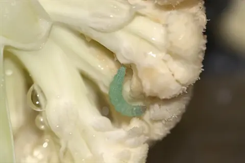 close-up of a green caterpillar pest on freshly harvested cauliflower, illustrating cauliflower pest control challenges in vegetable gardening