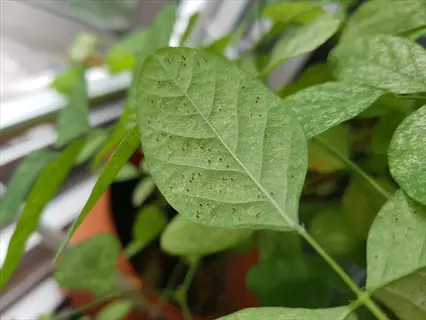close-up of a green leaf heavily infested with spider mites, showing brown stippling damage and tiny pests