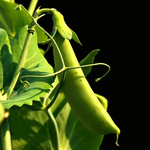 close-up of a green pea pod on a pea plant in a garden setting