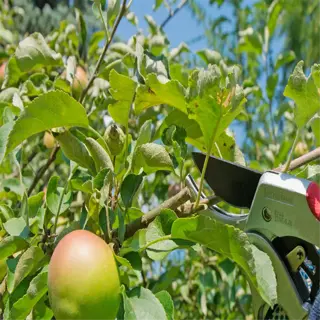 close-up of a hand using pruning shears for fruit tree canopy thinning, ensuring proper air circulation and light penetration