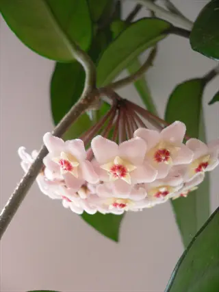 close-up of a hoya carnosa plant showcasing clusters of waxy pink-and-white star-shaped flowers with green foliage