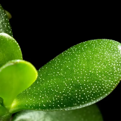 close-up of a jade plant with white leaf spots