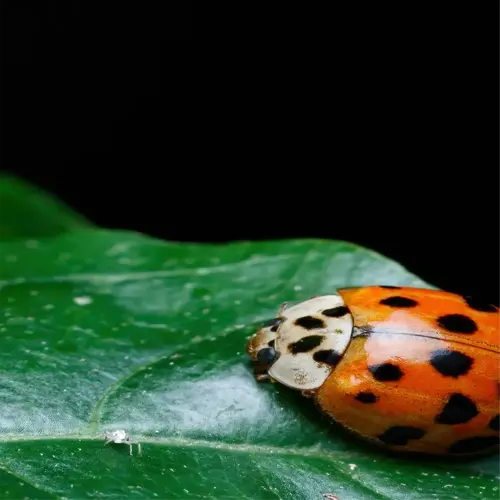 close-up of a ladybug on garden leaves