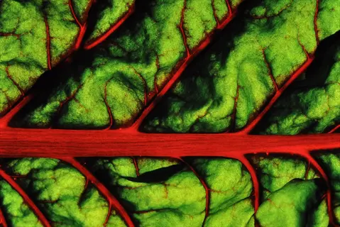 close-up of a leaf showcasing vibrant red leaf veins beets with prominent midrib and intricate vein patterns against a dark background