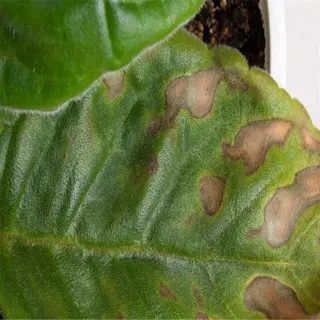 close-up of a leaf with sunburn spots