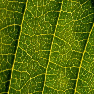 close-up of a leaf's intricate texture, showcasing veins and cells