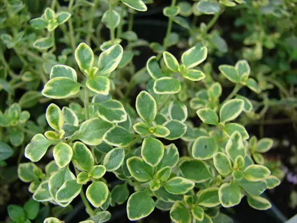 close - up of a lemon thyme plant showcasing small green leaves with distinctive yellow margins