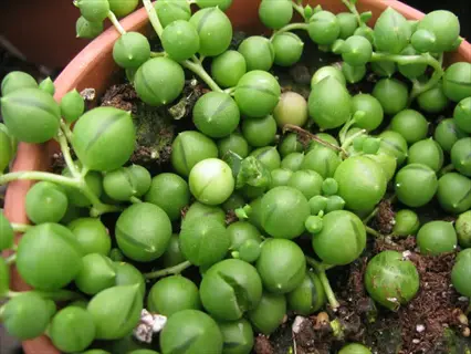 close-up of a lush green string of pearls plant (senecio rowleyanus) in a clay pot
