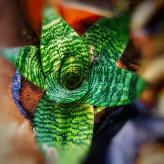 close-up of a lush indoor snake plant (sansevieria) with striking green-and-white banded leaves in a tight rosette. soft, blurred background of potted plants and soil