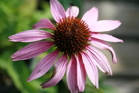 close-up of a magnus purple coneflower with pink petals and a central cone