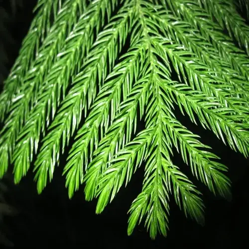 close-up of a norfolk pine houseplant showcasing its feathery green needles against a dark background