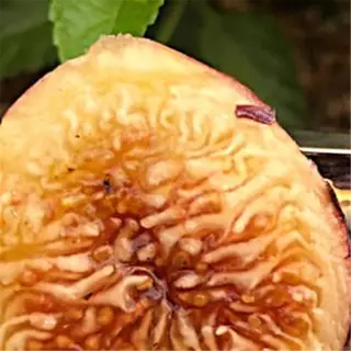 close-up of a peter's honey fig cut in half