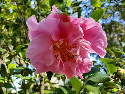 close-up of a pink apple blossom camellia flower surrounded by green foliage