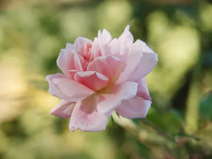 close-up of a pink cecil brunner climbing rose in full bloom with soft green foliage background