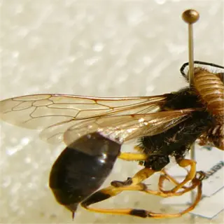 close-up of a pinned wasp, a potential pest