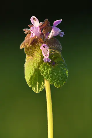 close-up of a purple dead nettle plant with vibrant green leaves and delicate purple flowers