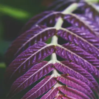 close-up of a purple leaf with prominent veins