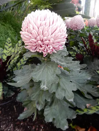 close-up of a regular incurve chrysanthemum with pink incurved petals and green foliage in a garden