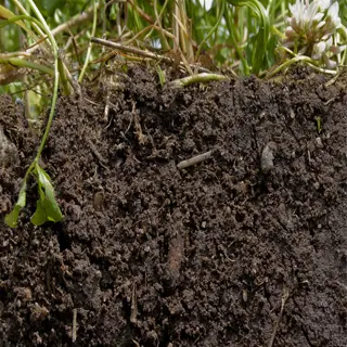 close-up of a rich, dark soil profile with visible organic matter and plant roots