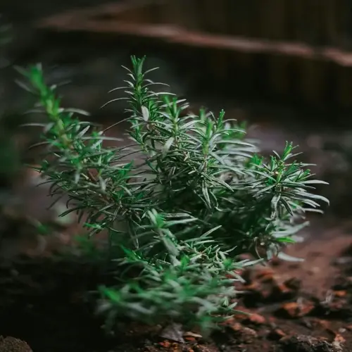 close-up of a rosemary plant growing in a garden soil