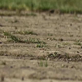 close-up of a rough, textured ground surface with patches of grass