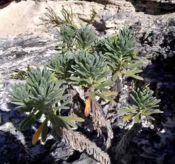 close-up of a severn sea rosemary plant growing on rocky coastal terrain, showcasing its gray-green succulent leaves